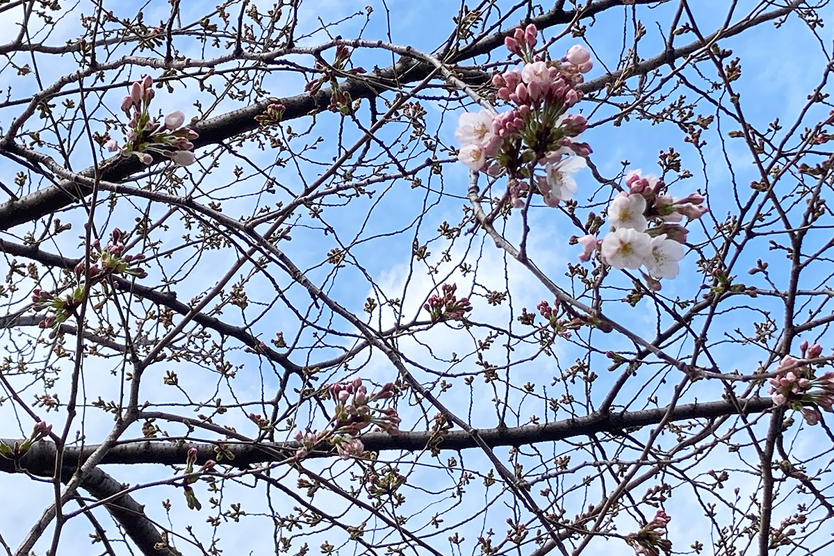 2022/3/19時点の北沢川緑道の桜