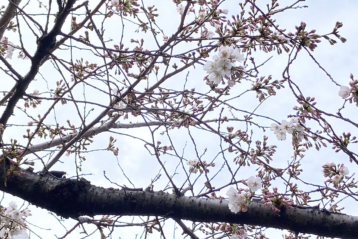 2022/3/19時点の北沢川緑道の桜