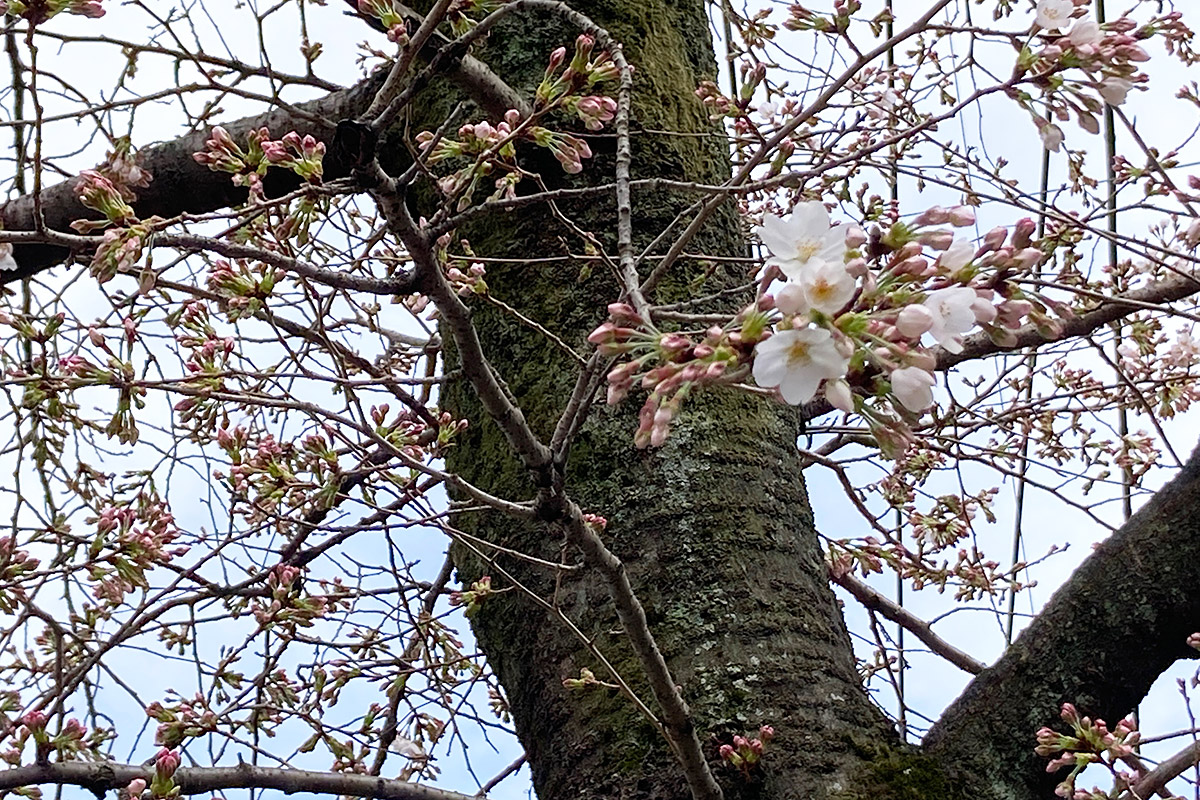 2022/3/19時点の北沢川緑道の桜