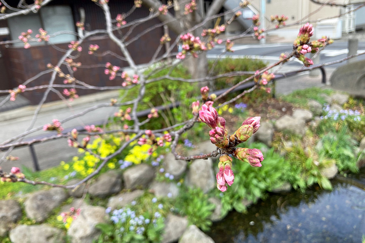 2022/3/19時点の北沢川緑道の桜