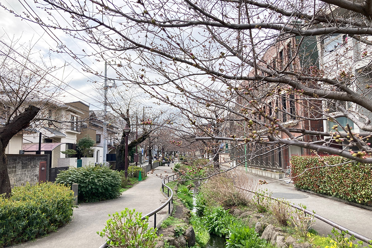 2022/3/19時点の北沢川緑道の桜