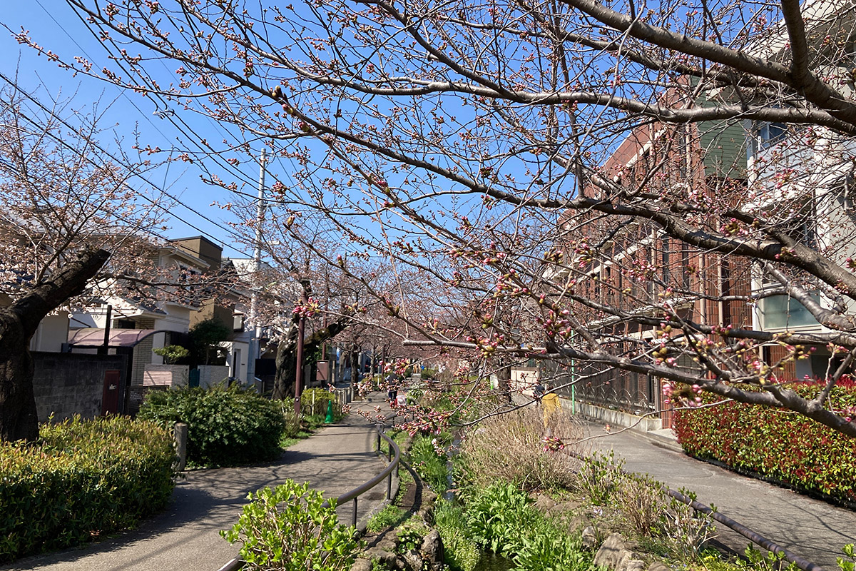 2022/3/24時点の北沢川緑道の桜