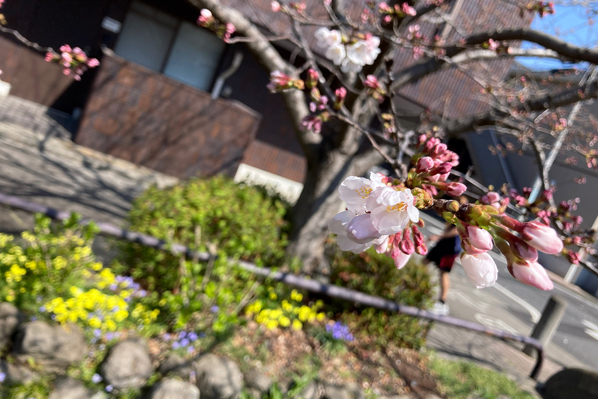 2022/3/24時点の北沢川緑道の桜