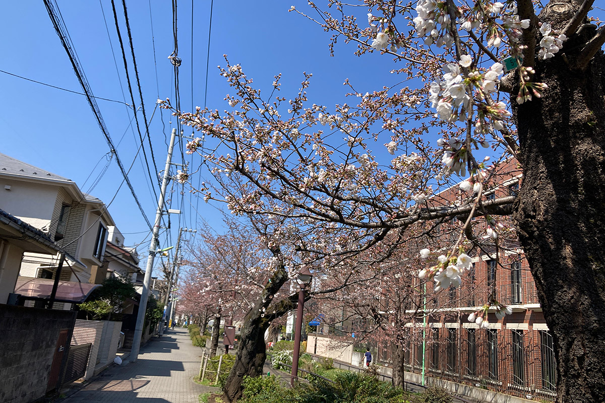 2022/3/24時点の北沢川緑道の桜