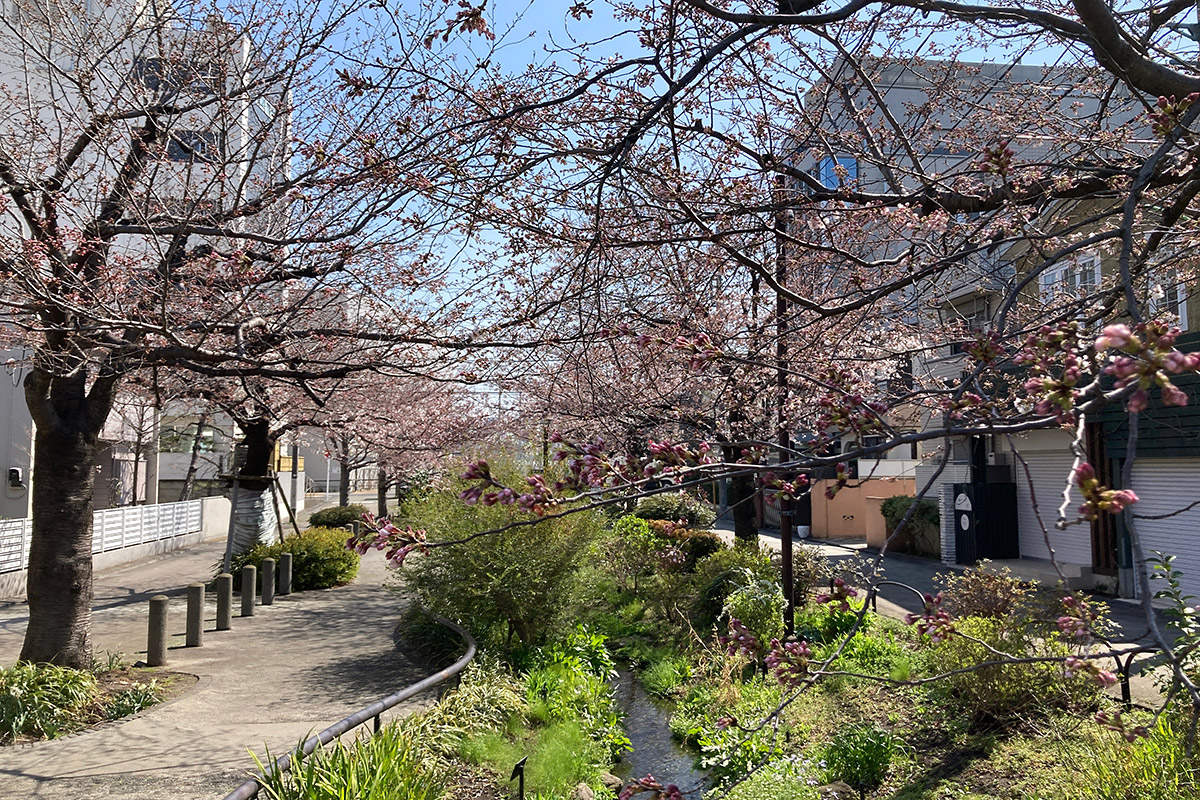 2022/3/24時点の北沢川緑道の桜