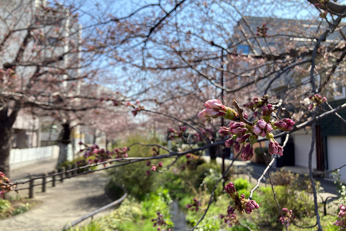 2022/3/24時点の北沢川緑道の桜