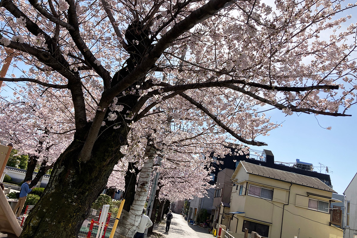 2022/3/28時点の北沢川緑道の桜