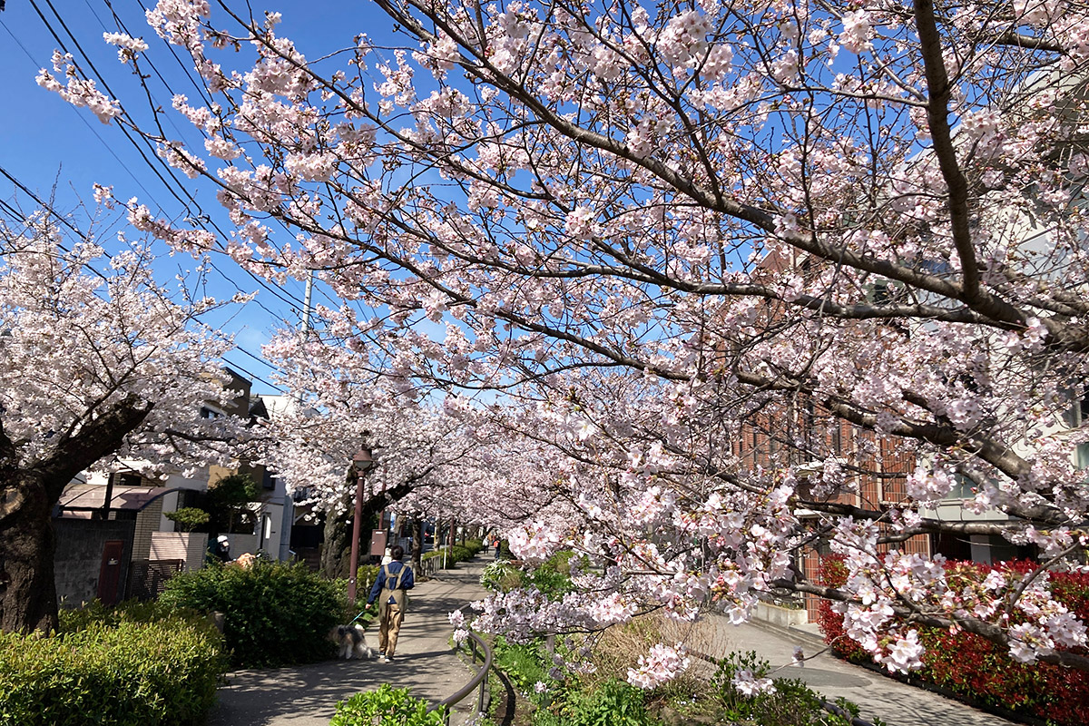 2022/3/28時点の北沢川緑道の桜