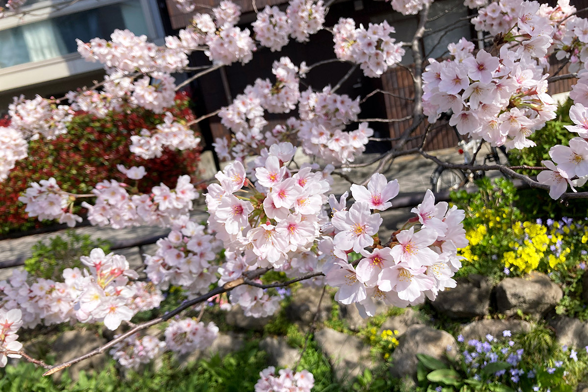 2022/3/28時点の北沢川緑道の桜
