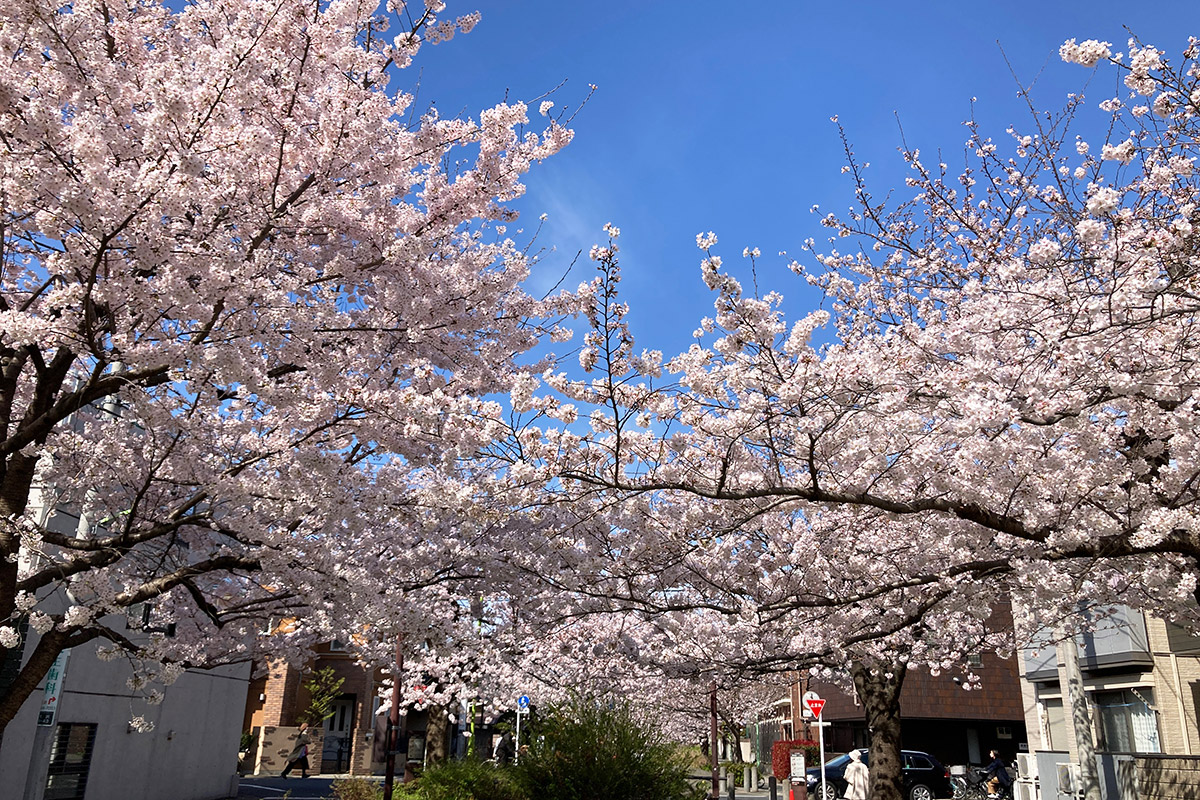 2022/3/28時点の北沢川緑道の桜