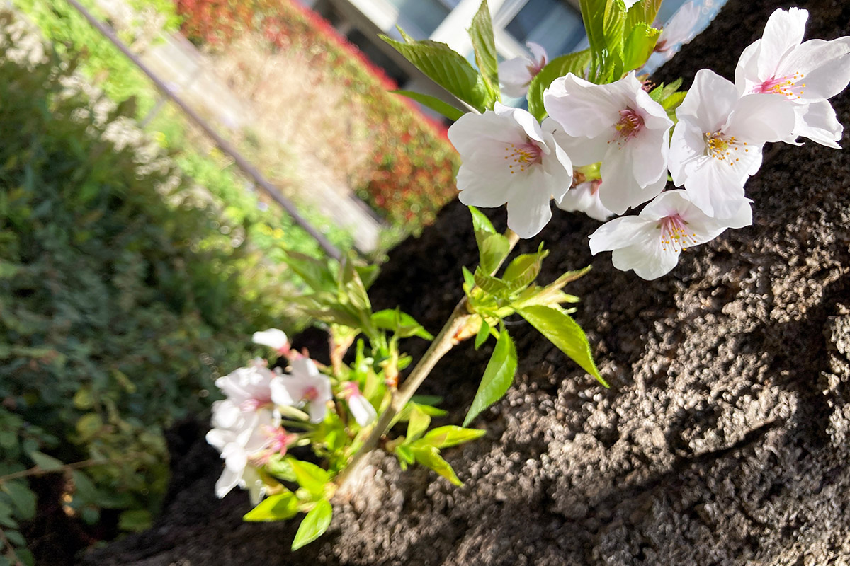 2022/3/28時点の北沢川緑道の桜