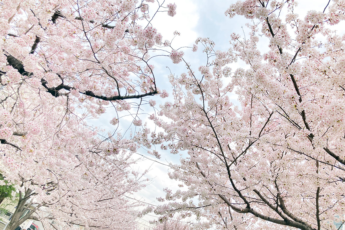 2022/3/31の北沢川緑道の桜