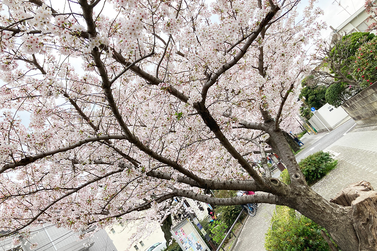 2022/3/31の北沢川緑道の桜、この桜は元々切られた切り株から伸び始めたのですが大きくなったなぁ