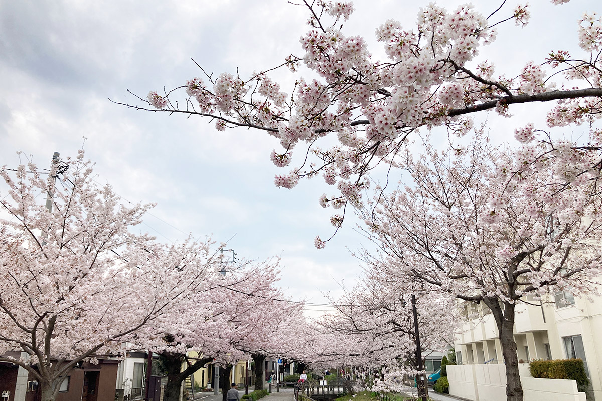 2022/3/31の北沢川緑道の桜