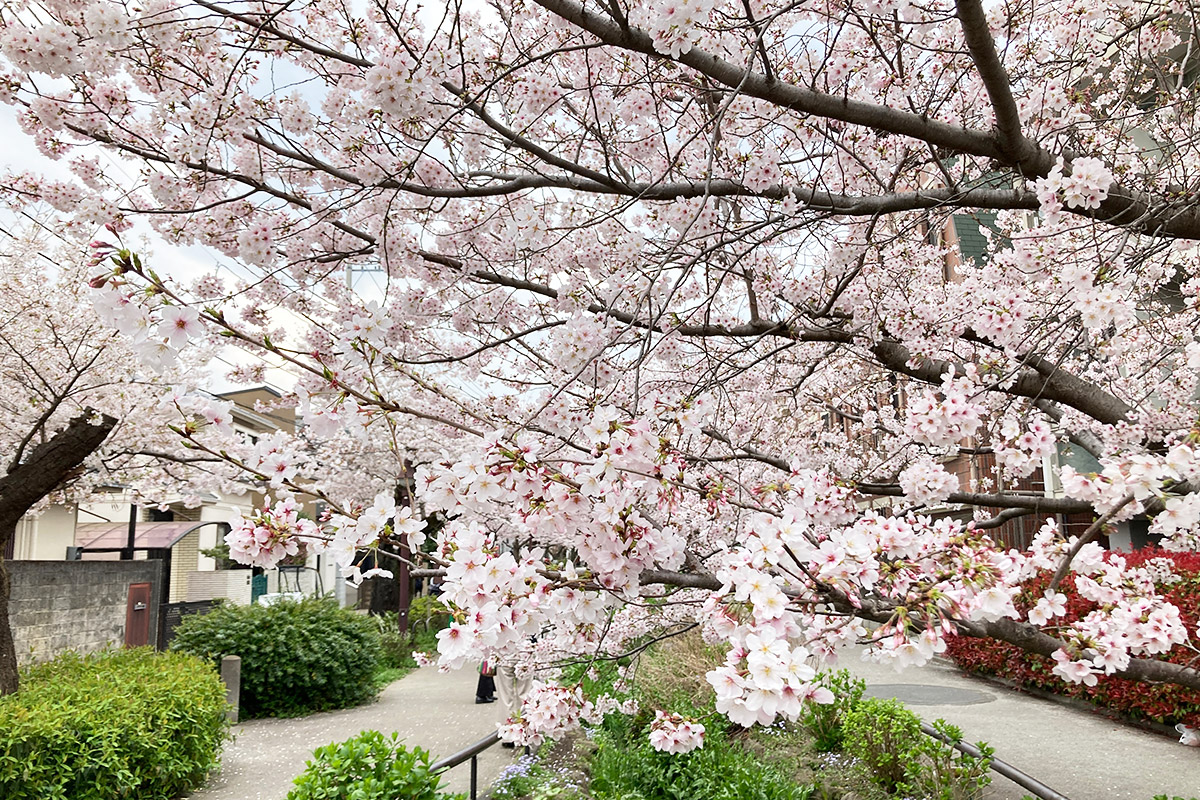 定点観測していた桜も満開です