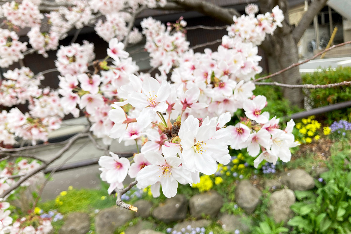 桜以外のお花もどんどん咲いてきました、春ですねー