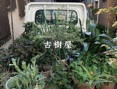 古樹屋・園芸ショップ「シモキタ園藝部 ののこや