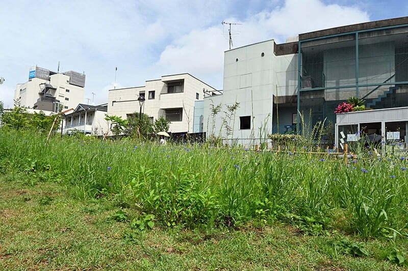 広場と言うよりは草原です、ここ電車はかつて走ってた場所なんだぜ