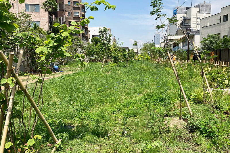 緑あふれすぎな広場「ののはら」、現在芝生の育成中で解放は夏頃の予定