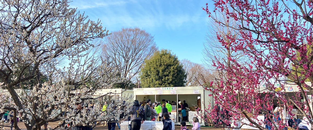 第44回 せたがや梅まつり