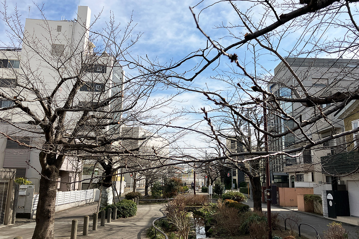 北沢川緑道の桜の状況（2023年2月1日現在）