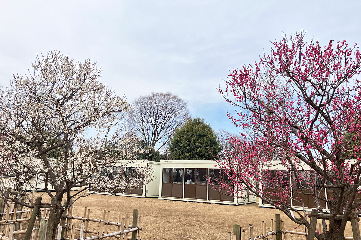 2月2日時点の羽根木公園の梅