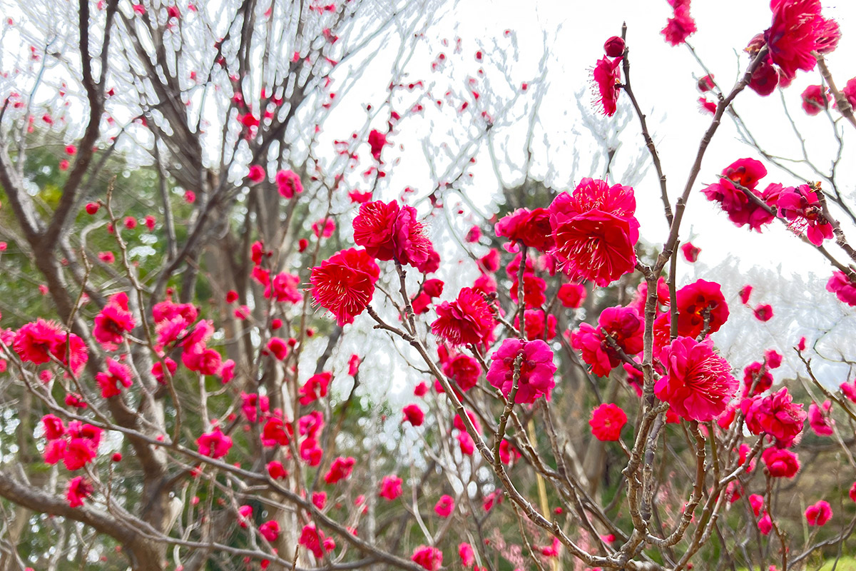 2月2日時点の羽根木公園の梅