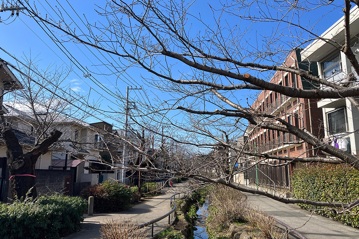 2023年2月15日時点の北沢川緑道の桜