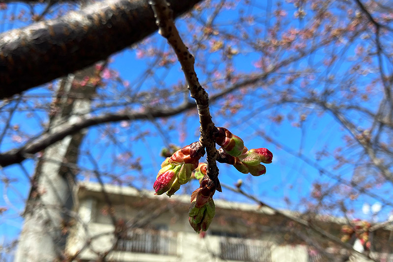 今週末の暖かさで一気に開花しそうです