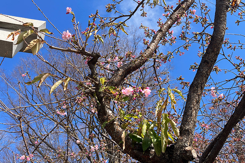1分咲き程度ですが開花していますね