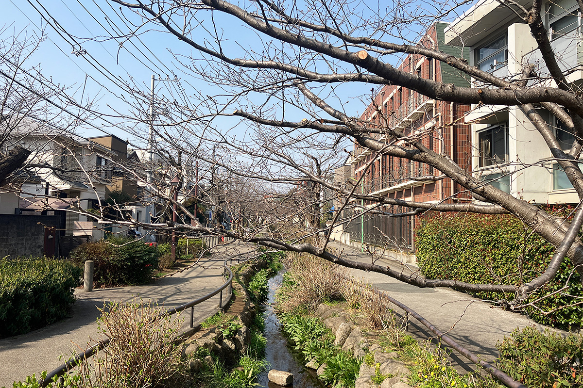 2023年3月9日時点の北沢川緑道の桜