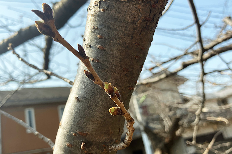 2023年3月9日時点の北沢川緑道の桜