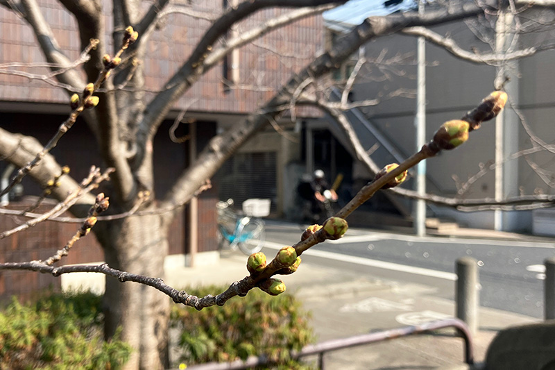 2023年3月9日時点の北沢川緑道の桜