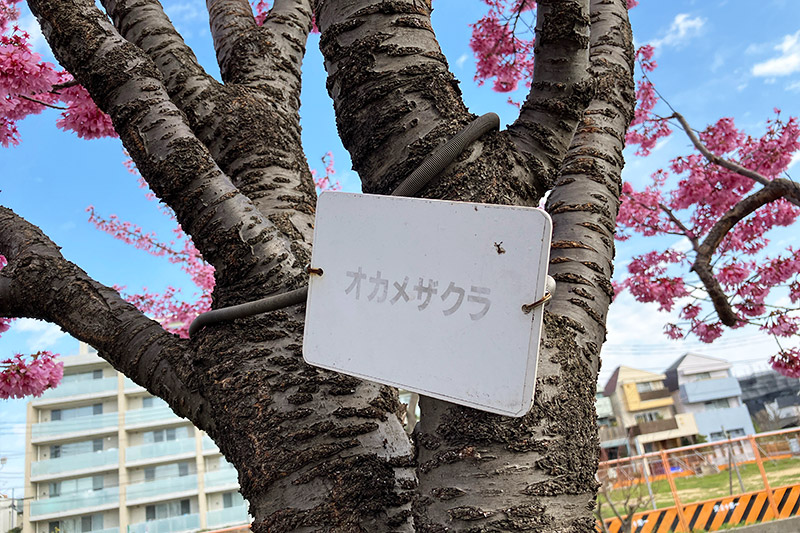 早咲きの河津桜とはちょっと違う「オカメザクラ」という品種です