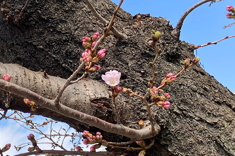 開花していました!