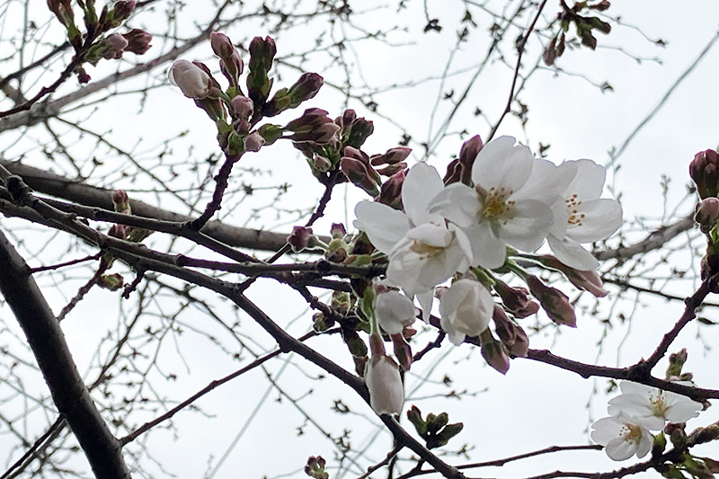 曇天なので光の加減が難しいですが、しっかりと花が開いています
