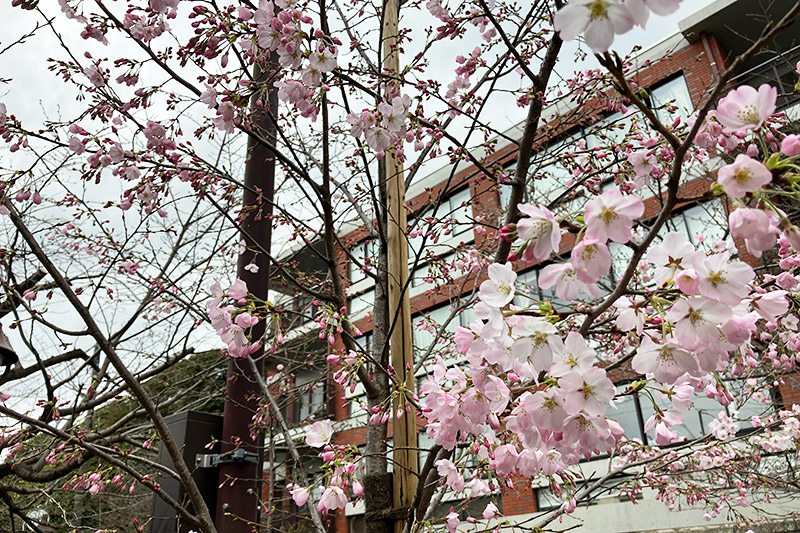 新たに植えられた桜ですが、これはソメイヨシノじゃないのかな?ちょっと色が濃いですよね?