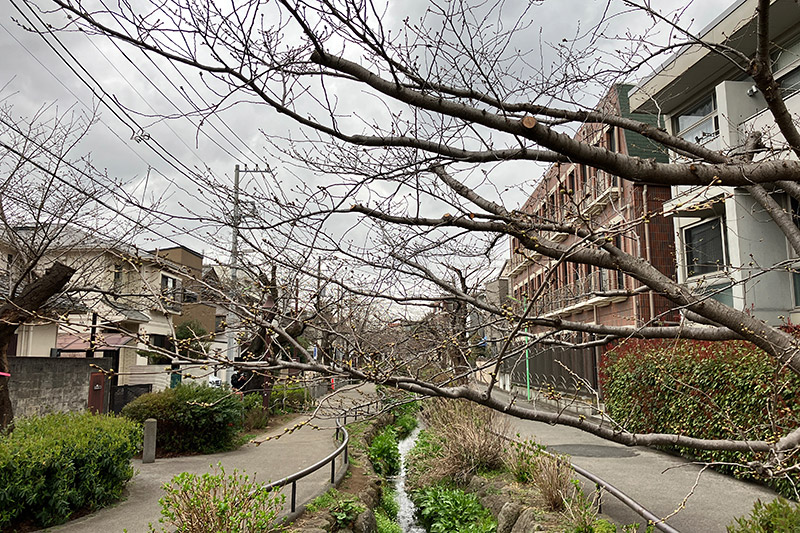 2023年3月13日時点の北沢川緑道の桜