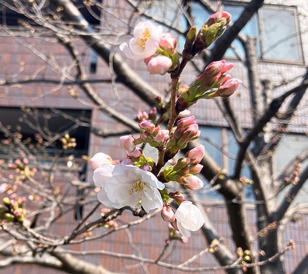 2023年3月16日時点の北沢川緑道の桜