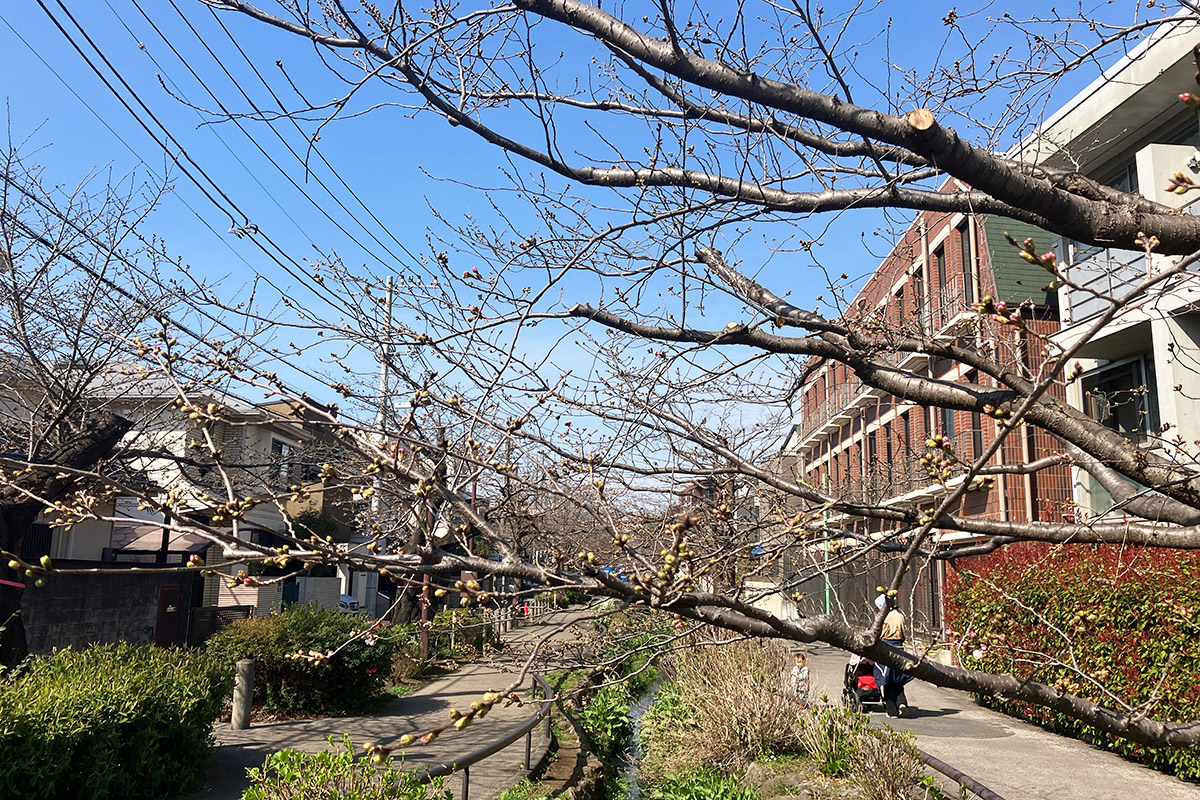 2023年3月16日時点の北沢川緑道の桜