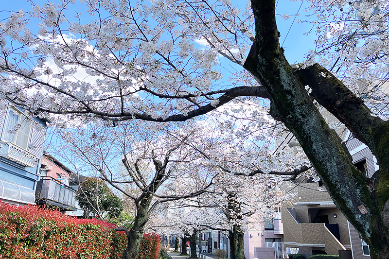 2023年3月20日時点の北沢川緑道の桜