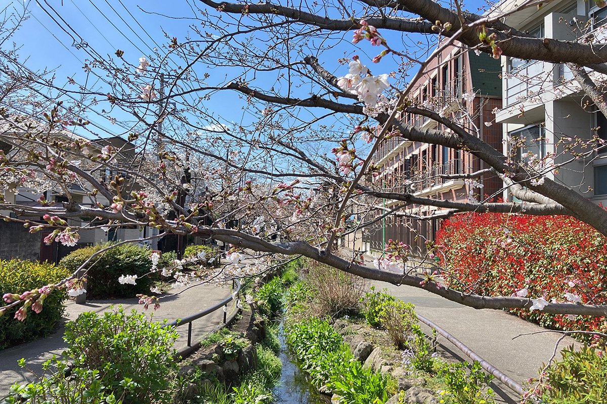 2023年3月20日時点の北沢川緑道の桜