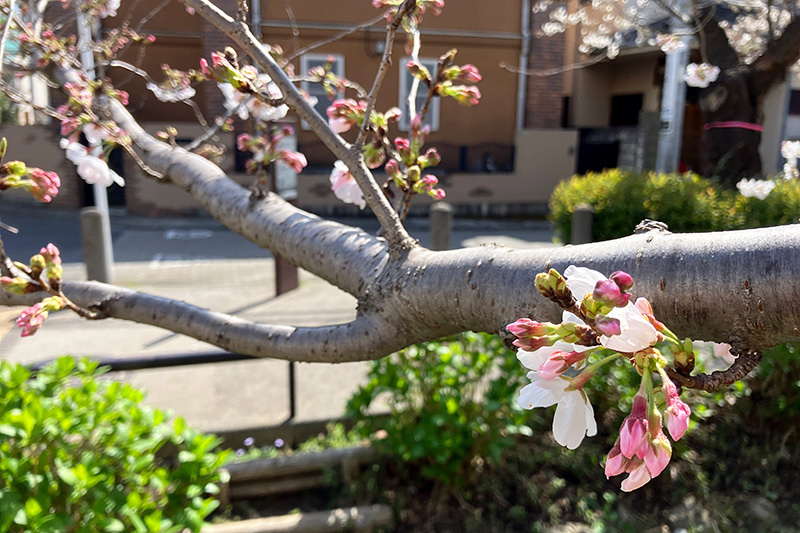 2023年3月20日時点の北沢川緑道の桜