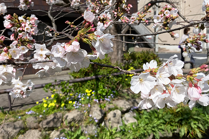 2023年3月20日時点の北沢川緑道の桜