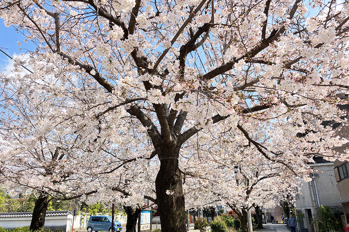 満開を迎えた、2023年3月22日時点の北沢川緑道の桜