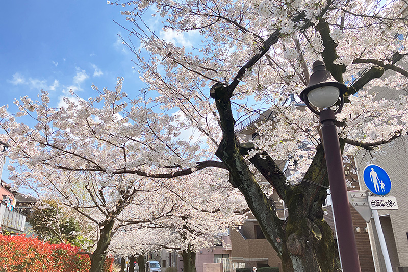 満開を迎えた、2023年3月22日時点の北沢川緑道の桜