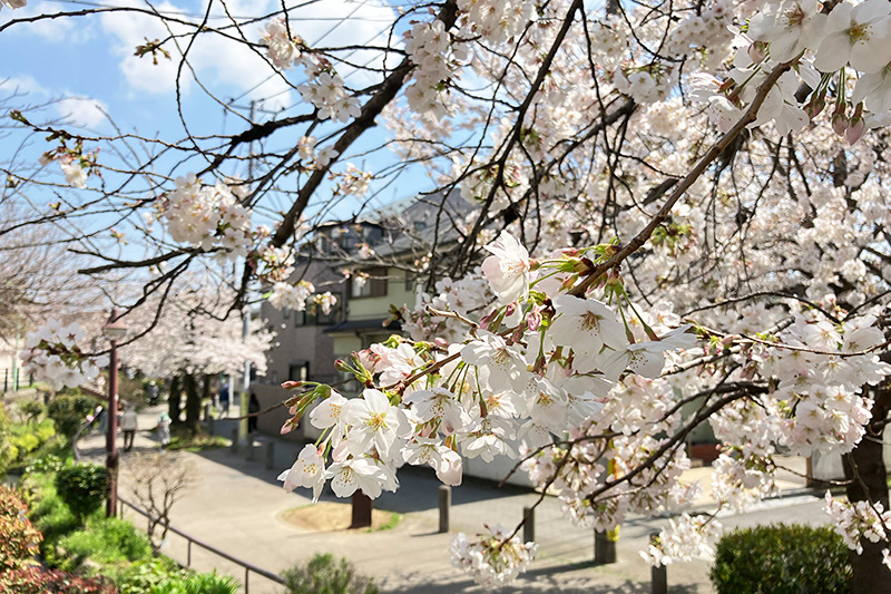 満開を迎えた、2023年3月22日時点の北沢川緑道の桜