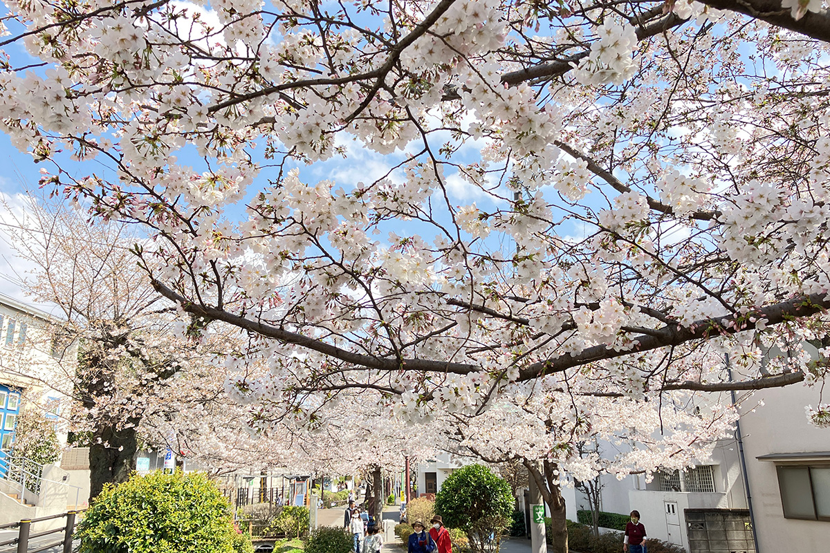 満開を迎えた、2023年3月22日時点の北沢川緑道の桜
