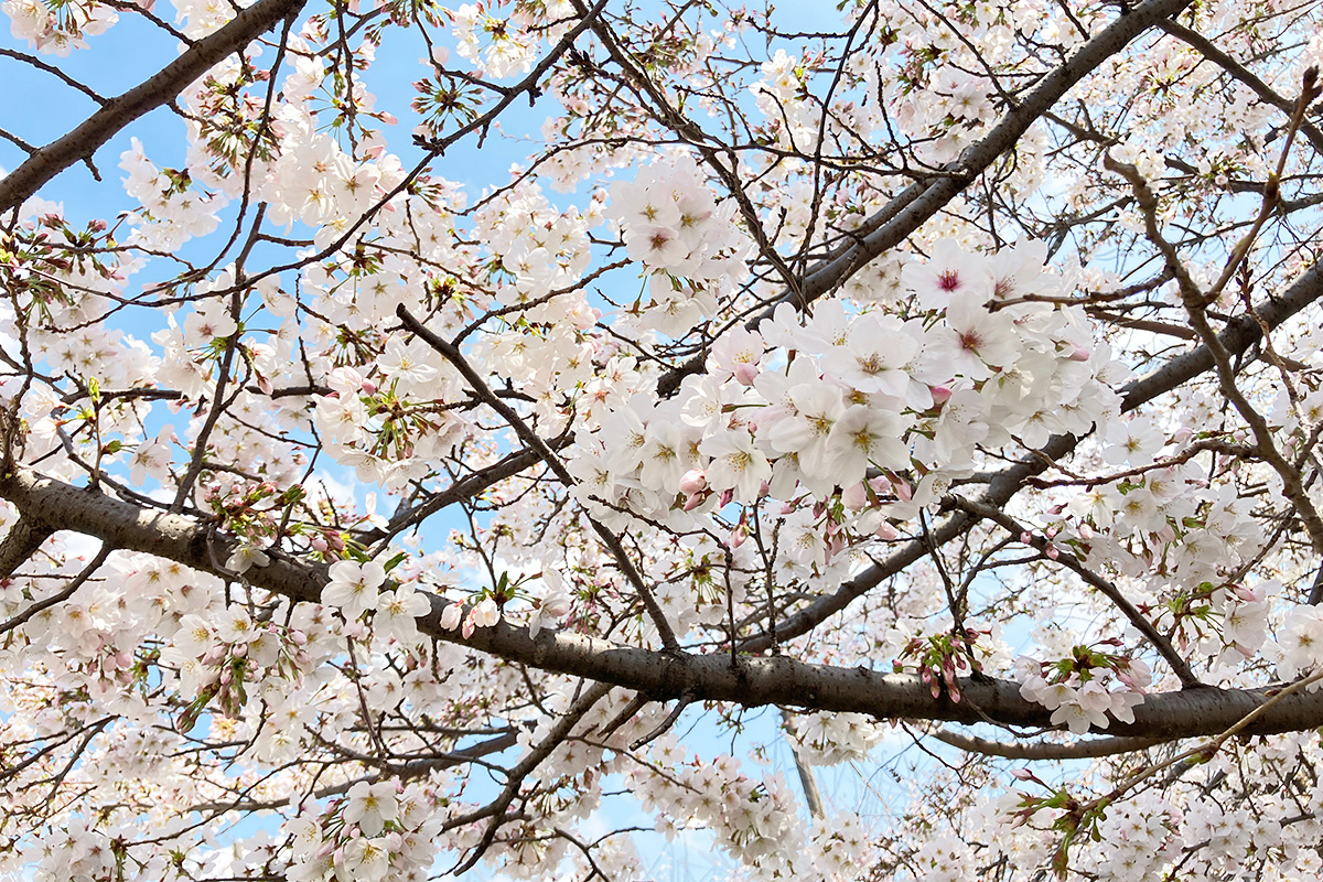 満開を迎えた、2023年3月22日時点の北沢川緑道の桜