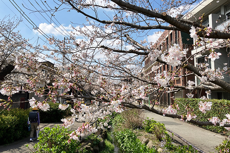 定点観測の桜は五分咲きを少し超えたくらい